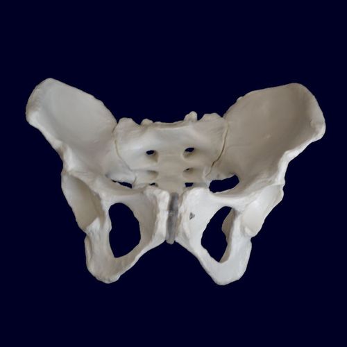 Modello anatomico di bacino - Wellden International Inc. - di osso sacro / ad uso didattico / femminile