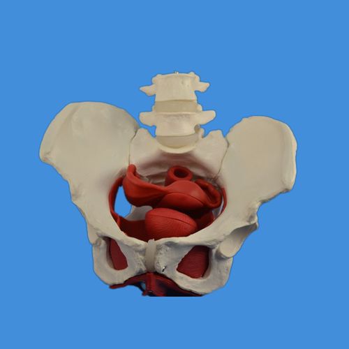 Modello anatomico di bacino - Wellden International Inc. - ginecologico / ad uso didattico / femminile