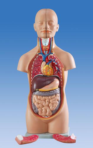 Modello anatomico di cuore - Wellden International Inc. - di testa / tronco / di stomaco