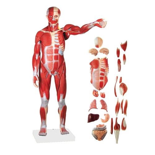 Modello anatomico di corpo intero - Wellden International Inc. - ad uso didattico / con muscolatura / disarticolato