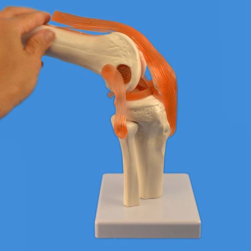 Modello anatomico di articolazione - Wellden International Inc. - per ginocchio / di femore / di tibia