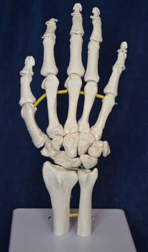 Modello anatomico di scheletro - Wellden International Inc. - di mano / ad uso didattico / bianco