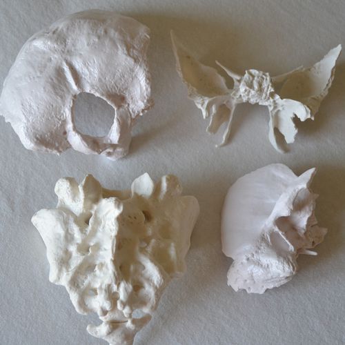 Modello anatomico osseo - Wellden International Inc. - di coccige / di osso sacro / ad uso didattico