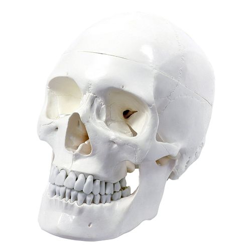 Modello anatomico di cranio - Wellden International Inc. - di testa / ad uso didattico / bianco