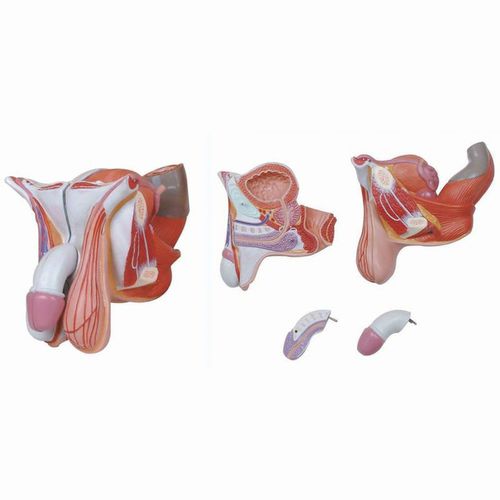 Modello anatomico di organi genitali maschili - Wellden International Inc. - ad uso didattico / maschile
