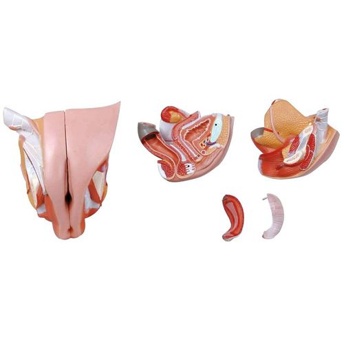Modello anatomico di organi genitali femminili - Wellden International Inc. - ad uso didattico / femminile