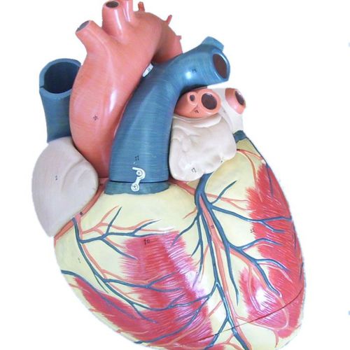 Modello anatomico di cuore - Wellden International Inc. - ad uso didattico