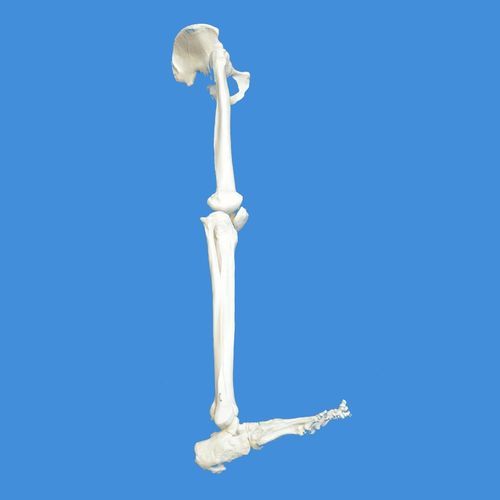 Modello anatomico di scheletro - Wellden International Inc. - di bacino / di rotula / di gamba