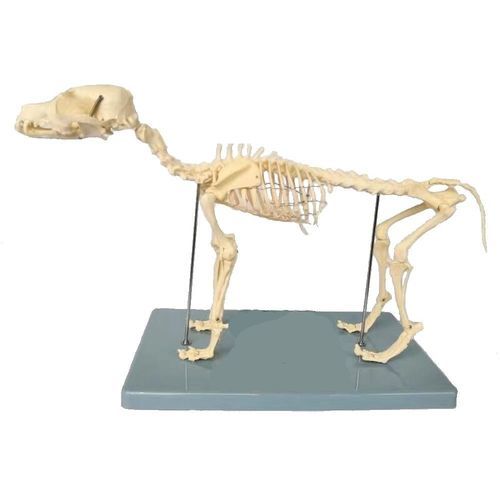 Modello anatomico di scheletro - Wellden International Inc. - di corpo intero / veterinario / ad uso didattico