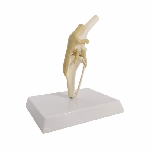 Modello anatomico per ginocchio - Wellden International Inc. - di rotula / di femore / di tibia