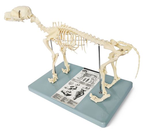 Modello anatomico di scheletro - Wellden International Inc. - di corpo intero / veterinario / ad uso didattico