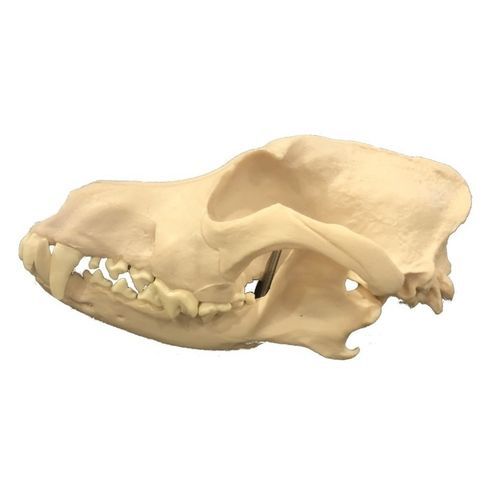 Modello anatomico di cranio - Wellden International Inc. - di testa / veterinario / ad uso didattico