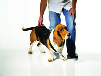 Imbracatura di riabilitazione - Help'EmUp  - OrthoPets Europe - veterinaria