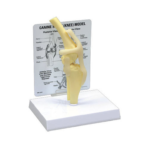 Modello anatomico di articolazione - J0776 - Jorgensen Laboratories - per ginocchio / di denti / di costola