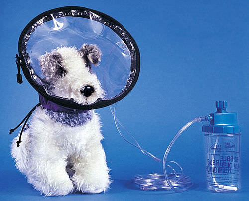 Tendina per ossigeno veterinaria - Oxyhood - Jorgensen Laboratories