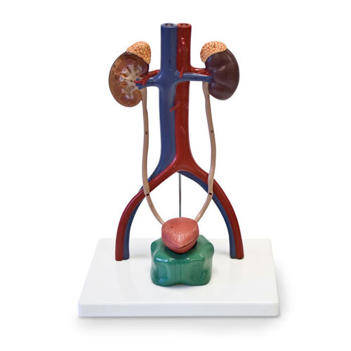 Modello anatomico di apparato urinario - SB49200 - Nasco - ad uso didattico / con nervi