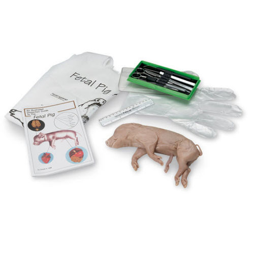 Simulatore di dissezione - NASCOGuard® - Nasco - di anatomia / fetale / di suino