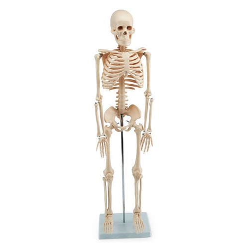Modello anatomico di scheletro - SB48602 - Nasco - ad uso didattico / bianco / articolato