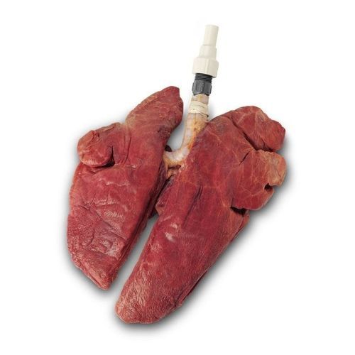 Modello anatomico di polmone - LS03764 - Nasco