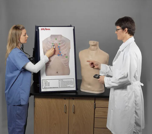 Simulatore per auscultazione - Life/form®  - Nasco - didattico / per l’educazione alla salute / di torso
