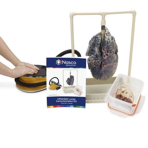 Simulatore di dimostrazione - LS03767 - Nasco - di anatomia / in kit