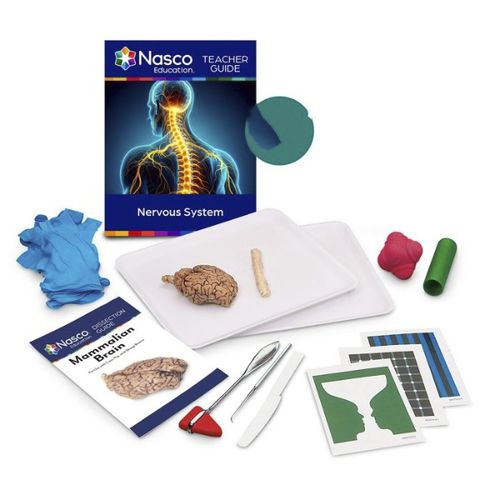 Simulatore di dissezione - SB51904 - Nasco - di anatomia / in kit / in plastica