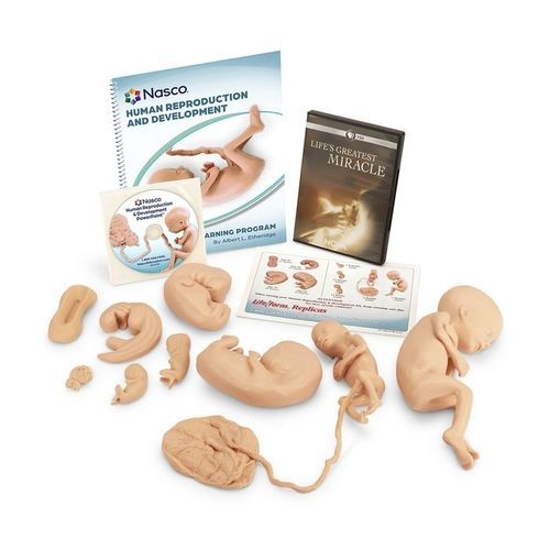 Simulatore ad uso didattico - WA25812 - Nasco - di anatomia / di feto / di embrione