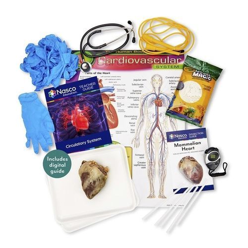 Simulatore di dissezione - SB51906 - Nasco - di anatomia / in kit / di sistema circolatorio