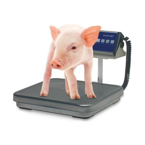 Bilancia veterinaria elettronica - PS SST - Bosche GmbH & Co.KG - per suinetti / con piattaforma