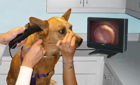 Otoscopio veterinario video - Tele-View® TV-200X - Advanced Monitors Corporation - con speculum