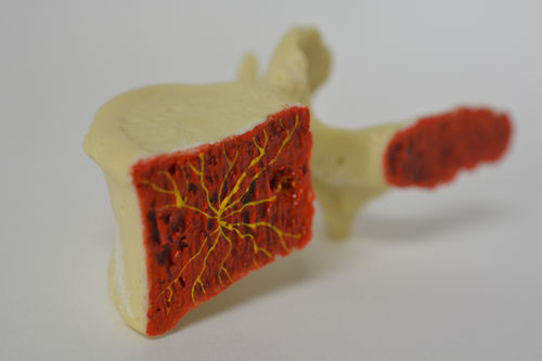 Modello anatomico di vertebre lombari - Dynamic Disc Designs Corp. - ad uso didattico / con nervi
