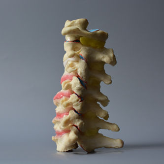 Modello anatomico di vertebre cervicali - Prox1  - Dynamic Disc Designs Corp. - ad uso didattico / bianco / rosso