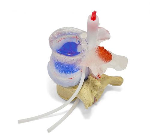 Modello anatomico di dischi intervertebrali - True Blue Professional LxH - Dynamic Disc Designs Corp. - ad uso didattico / bianco / blu