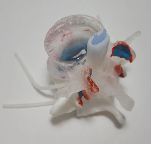 Modello anatomico di dischi intervertebrali - Original LxH Dynamic - Dynamic Disc Designs Corp. - ad uso didattico / flessibile / trasparente