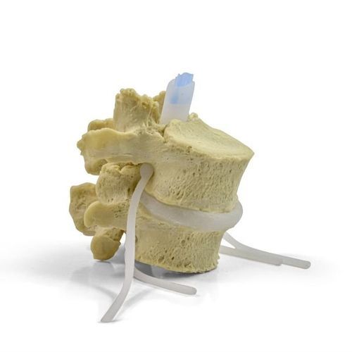 Modello anatomico osseo - Dynamic Disc Designs Corp. - di vertebre lombari / di dischi intervertebrali / ad uso didattico