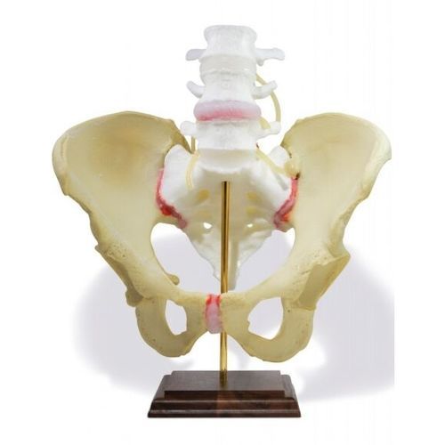 Modello anatomico di bacino - Dynamic Disc Designs Corp. - di vertebre lombari / di osso sacro / ad uso didattico