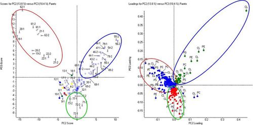 Software di analisi - MarkerView™ - SCIEX - di visualizzazione / per reportistica / per spettrometria di massa