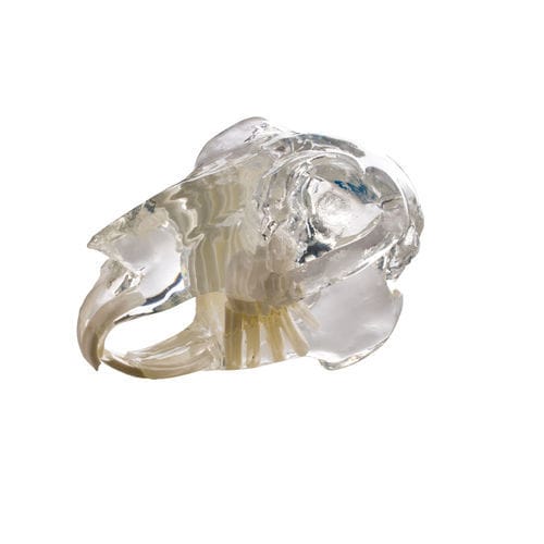 Modello anatomico di cranio - D1070 - iM3 - di costola / ad uso didattico / di coniglo