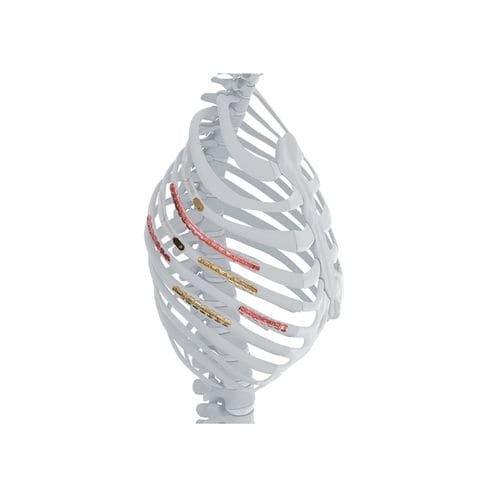 Placca di compressione per costole - MatrixRIB™ - Depuy Synthes - sternale / toracica / bloccata