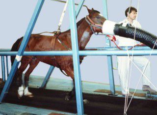 Generatore di ossigeno veterinario - VO2 VCO2 Oxymax XL - Columbus Instruments - fisso