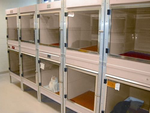 Gabbia veterinaria di isolamento - ISO-Care™ - Mason - modulare / in fibra di vetro