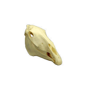 Modello anatomico di cranio - MAI AH #53900 - Veterinary Dental Products - di denti / odontoiatrico / veterinario