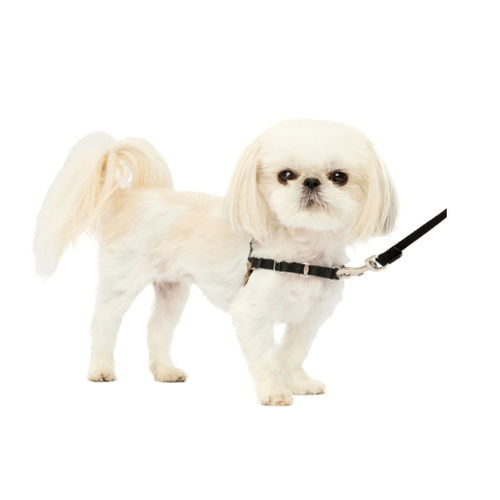 Imbracatura per deambulazione - Easy Walk® - PetSafe - veterinaria / parte del corpo / per cani
