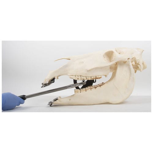 Manipolo per equini - EFRA-EBS5050 - Equus Dental - dritto / in acciaio inossidabile / in alluminio