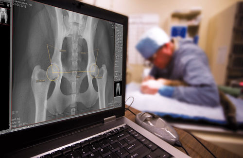 Software di gestione - dicomPACS® vet Basic  - OR Technology - Oehm und Rehbein - per radiologia veterinaria