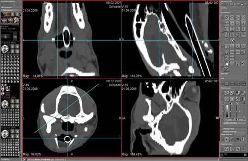 Software di analisi delle immagini - dicomPACS® VET - OR Technology - Oehm und Rehbein - per tomografia computerizzata / MRI / veterinario