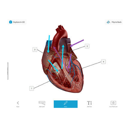 Software medico - Courseware - Visible Body - di anatomia / di gestione / di visualizzazione 3D