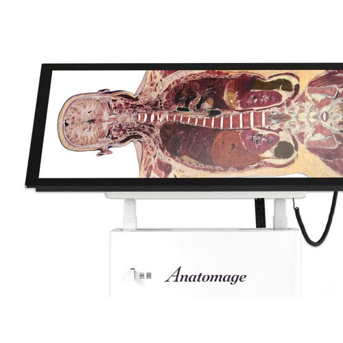 Tavolo anatomico per la formazione - Alpha - Anatomage - di dissezione virtuale / rettangolare