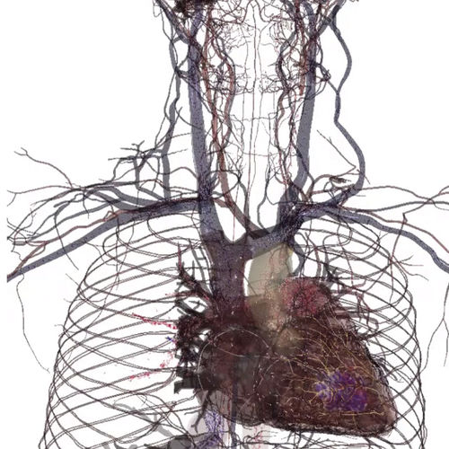 Tavolo anatomico per la formazione - Table 8 - Anatomage