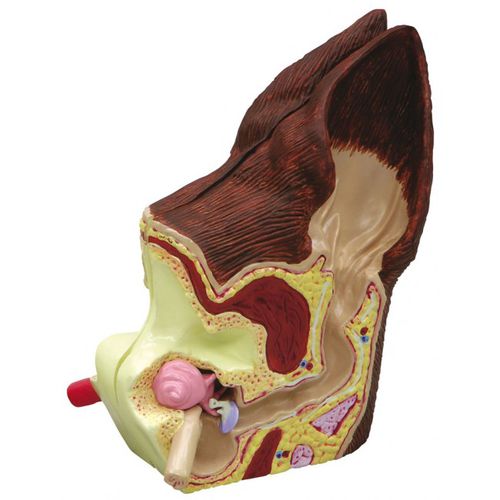 Modello anatomico di orecchio - 7.16.017 - Doctorgimo - di coclea / di condotto uditivo / di ossicini